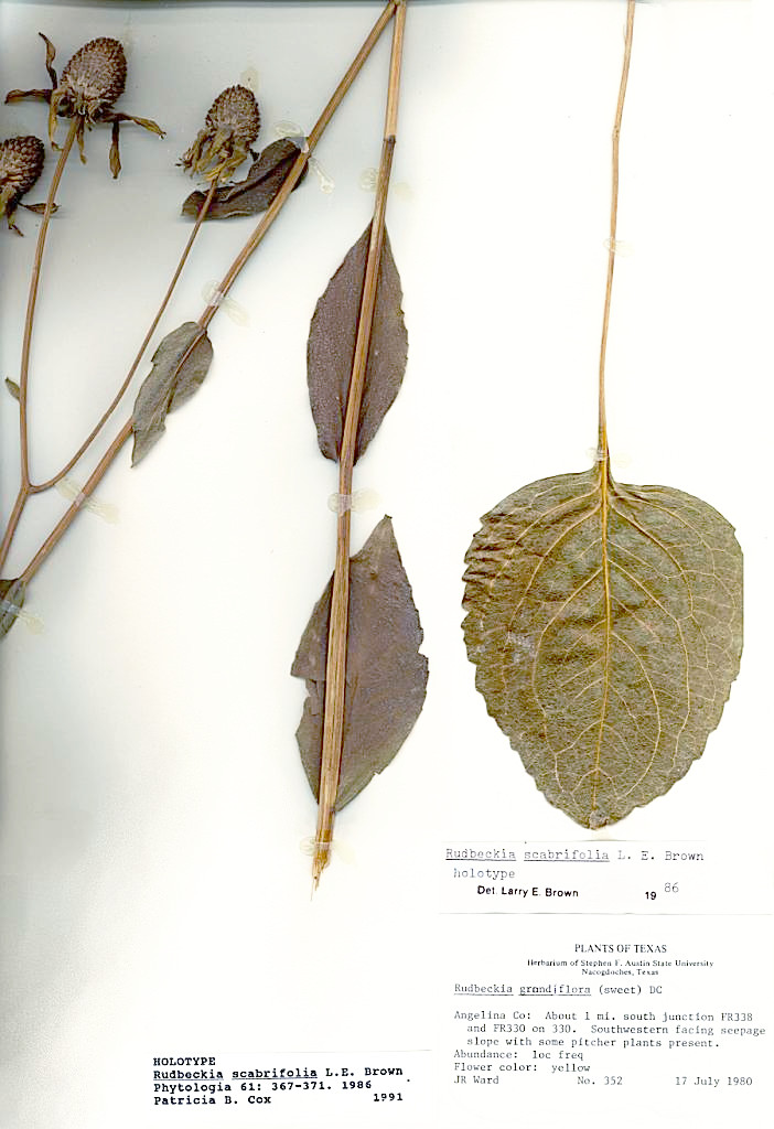 Holotype Specimen of Rudbeckia scabrifolia