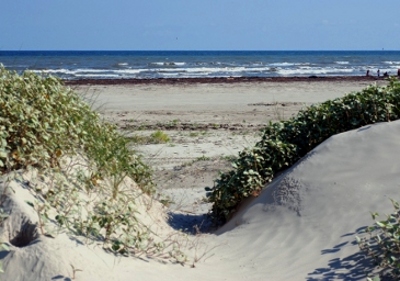 Dunes, Galveston Island, Texas