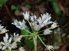 Allium canadense-var-mobilense