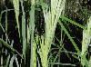 Andropogon virginicus