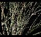 Aristida oligantha