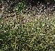 Bothriochloa ischaemum