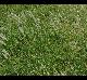 Bothriochloa laguroides
