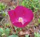 Callirhoe papaver