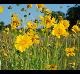 Coreopsis lanceolata