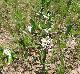 Crataegus crus-galli
