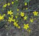 Croptilon divaricatum
