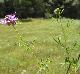 Dalea compacta