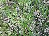 Danthonia spicata