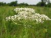 Daucus carota