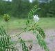 Desmanthus illinoensis