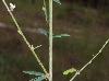 Desmodium sessilifolium