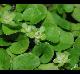 Dichondra carolinensis