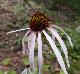 Echinacea pallida