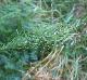 Elymus canadensis