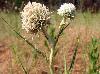 Eryngium yuccifolium