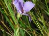 Eustoma exaltatum