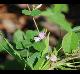 Galactia volubilis