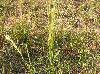 Gymnopogon ambiguus