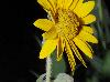 Helianthus mollis