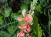 Indigofera miniata