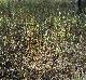 Iva angustifolia