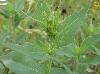 Iva annua