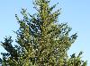Juniperus virginiana