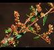 Lechea mucronata