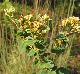 Lespedeza hirta