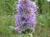 Liatris aspera