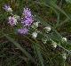 Liatris aspera