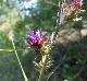 Liatris squarrosa