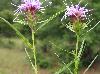 Liatris squarrosa