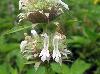 Monarda citriodora