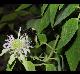 Monarda fistulosa