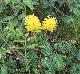 Neptunia lutea