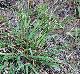 Paspalum setaceum
