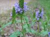 Prunella vulgaris