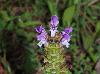 Prunella vulgaris