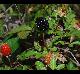 Rubus trivialis