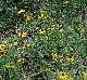 Rudbeckia hirta