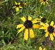 Rudbeckia missouriensis