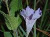 Ruellia humilis