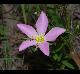 Sabatia campestris