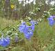 Salvia azurea