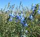 Salvia azurea
