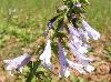 Salvia lyrata