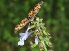 Salvia lyrata