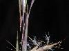 Schizachyrium scoparium